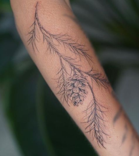 Delicate Pine Tree Tattoo, Evergreen Sprig Tattoo, Aspen Branch Tattoo, Maple Leaf Branch Tattoo, Pine Sprig Tattoo, Braided Sweetgrass Tattoo, Pine Tree Arm Tattoo, Pine Cone Tattoos, Conifer Tree Tattoo