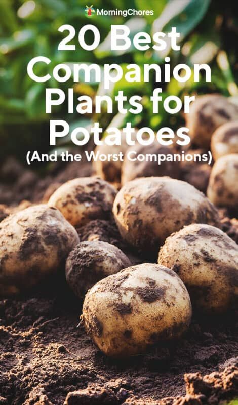 Onion Companion Planting, Potato Companion Plants, Potato Bugs, Growing Parsley, Companion Planting Guide, Best Companion Plants, Chamomile Plant, Companion Planting Vegetables, Companion Gardening