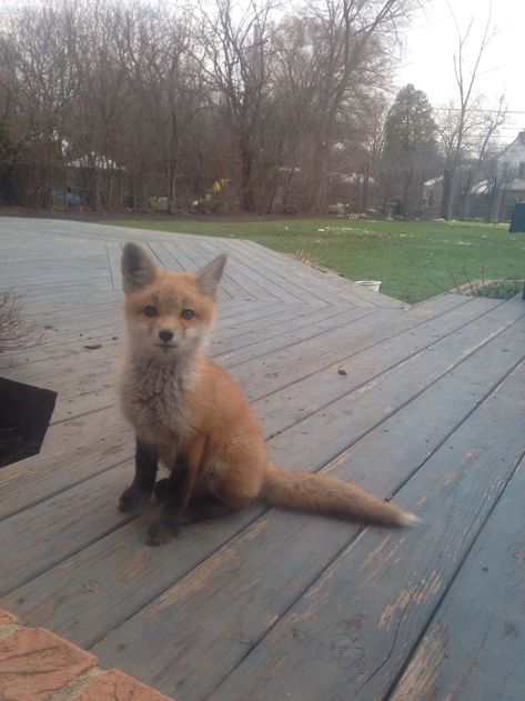 One Of The Fox Pups That Lives In Our Backyard. We Call Him Jasper Tame Animals, Fox Kit, Fox Pups, Cute Foxes, Friendly Fox, Fox Pictures, Pet Fox, Baby Fox, Cute Fox