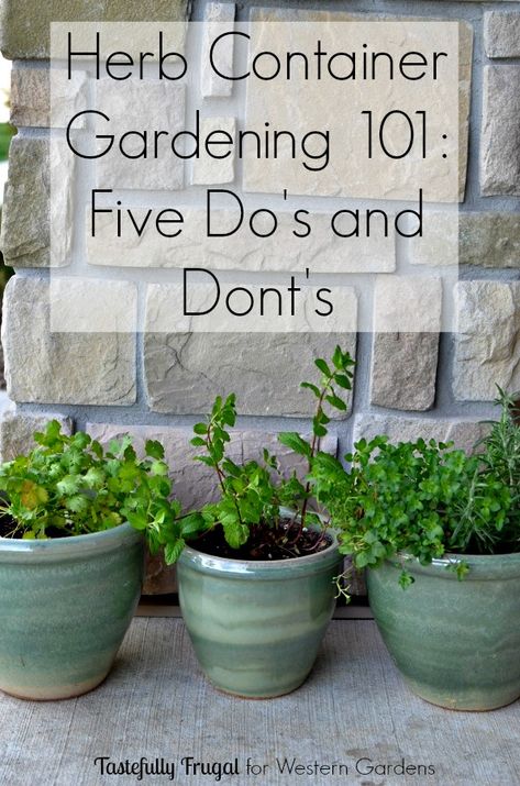 Want to start an herb garden? Here are 5 Dos and Don'ts to help get you started! Herb Container, Container Herb Garden, Tanaman Indoor, Herb Containers, Gardening 101, Dos And Don'ts, Indoor Herb Garden, Herbs Indoors, Growing Herbs