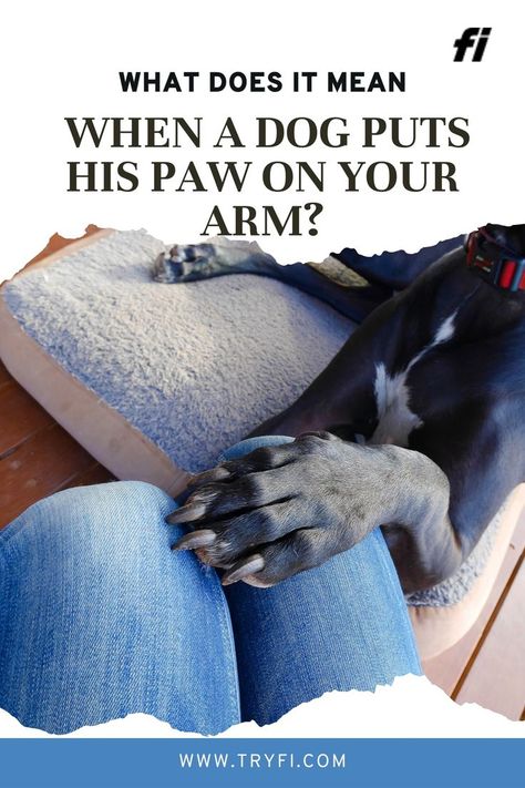 When a dog puts his paw on a person's arm, it can signify a range of emotions and intentions. This gesture often indicates affection, a desire for attention, or a need for reassurance. Dogs are highly social animals, and their body language plays a crucial role in their communication with humansWhy Do Dogs Put Their Paws on You? | Why Does My Dog Put Their Paw On Me? | Why Does My Dog Put His Paw On Me? | Dog pawing at my face.. Dog Communication, Dog Body Language, Cuddling On The Couch, Me And My Dog, Dog Language, Lovers Quotes, Canine Companions, Dog Behavior, Dog Quotes