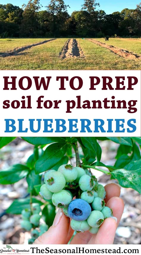 Planting Blueberry Bushes, Blueberry Gardening, Blueberry Bush, Growing Blueberries, Berry Garden, Blueberry Plant, Growing Fruit Trees, Berry Bushes, Blueberry Bushes