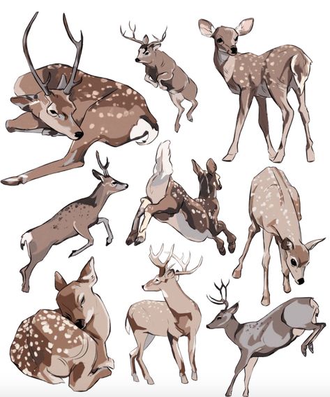 Deer Aesthetic Drawing, Deer Poses, How To Draw Deer, Deer Drawings, Deer Sketch, Deer Drawing, Deer Illustration, Poses Drawing, Animal Study