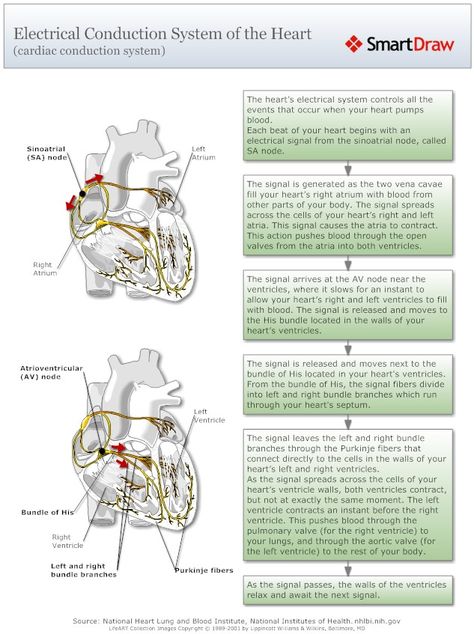 electrical conductiom system of the heart Biology Heart, Heart Biology, Cardiac Cycle, Ecg Interpretation, Nurse Teaching, Benefits Of Stretching, Nursing Fun, Interventional Radiology, Firefighter Apparel