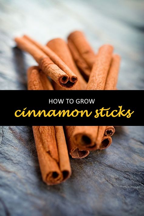 How To Grow Cinnamon Sticks, Grow Cinnamon Tree, Burn Cinnamon Sticks, Growing Cinnamon Plants, How To Grow Cinnamon, How To Grow Cinnamon Plants, Cinnamon Sticks Witchcraft, Cinnamon Sticks Uses, Grow Kiwi From Seed