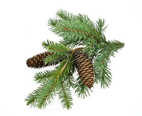 X'mas Card, Balsam Fir, Spruce Tree, Winter Images, Pine Branch, Parts Of A Plant, Fir Tree, White Stock, Tree Branch