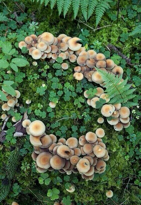 Mushroom ring! Faerie Ring, Lichen Moss, Fairy Ring, Mushroom Fungi, Forest Floor, In The Forest, Mother Earth, Natural World, The Forest