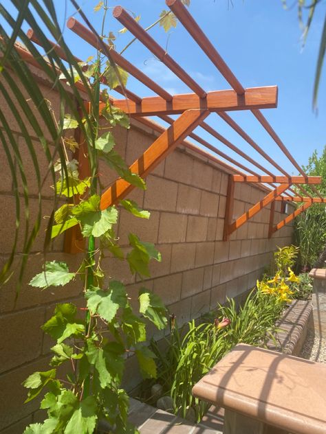 Grapes Vines Trellis, Trellis On Fence Ideas, Grape Vine Structures, Small Grape Trellis, Grape Vine Privacy Fence, Muscadine Grape Trellis, Grape Trellis Ideas Backyards, Grape Plant Trellis, Grape Pergola Ideas