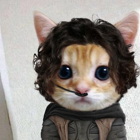 drainsupply.net on Instagram: "Paul Meow'Dib Atreides 🐱  #dune #dunemovie #dune2 #duneparttwo #dunepart2 #paulatreides #timothéechalamet #zendaya" Paul Atreides, Hair, On Instagram, Instagram