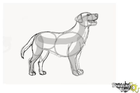 How to Draw a Black Labrador Retriever - Step 8 Draw Labrador, Draw A Labrador, Dog Drawing Simple, Labrador Retriever Art, Drawing Steps, Easy Step By Step Drawing, Snake Drawing, Puppy Drawing, Bird House Kits