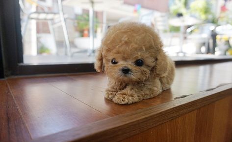 Teacup Poodles For Sale, Teacup Poodles, Teacup Poodle Puppies, Micro Teacup Puppies, Dream Puppy, Teacup Puppy, Teacup Poodle, Cute Teacup Puppies, Poodle Puppies For Sale