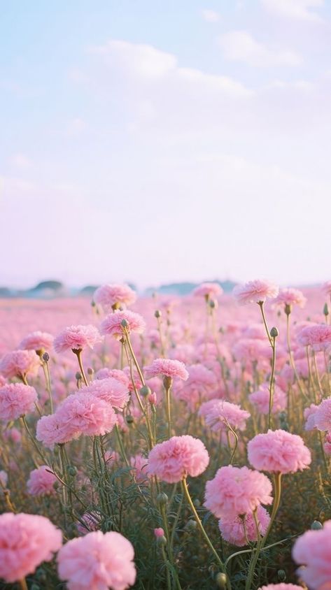 Field of pink carnation landscape sky outdoors. | free image by rawpixel.com / Ake Carnation Wallpaper Aesthetic, Carnation Field, Flower Pictures Photography, Carnation Flower Wallpaper, Pink Flowers Aesthetic Wallpaper, Carnation Wallpaper, Flower Field Landscape, Iphone Wallpaper Summer, Spring Iphone Wallpaper