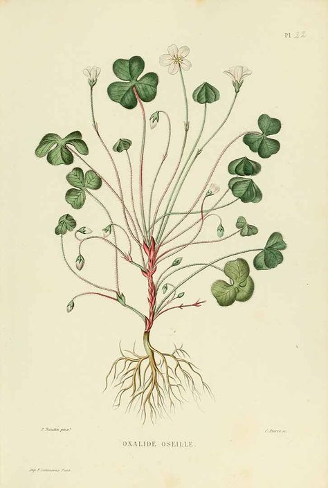 oxalis acetosella (szczawik zajęczy) Oxalis Acetosella, Herb Embroidery, Flower Sleeve, Illustration Botanique, Vintage Botanical Prints, Plant Drawing, Floral Image, Botanical Drawings, Old Book