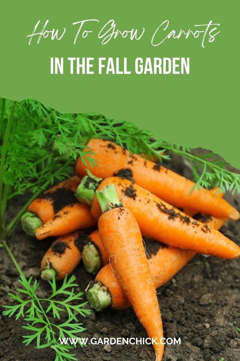 Enjoy a homegrown carrot harvest all fall long! Learn how to plant, care for, and harvest sweet and crunchy carrots in your garden. Fall Carrots, Planting Carrots, Fall Vegetables To Plant, Best Vegetables To Grow, Grow Carrots, Fast Growing Vegetables, Vegetables To Plant, How To Plant Carrots, Fall Crops