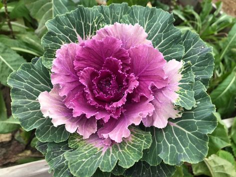 (Brassica oleracea) ▫️Cold hardy annual in USDA zones 2 through 11 ▫️Each packet contains at least 25 hybrid F1 seeds ▫️Ornamental kale has dark green, waxy, feathered foliage with a deep red 0r white centers ▫️Flowering crane kale has long stems for cut flower arrangements ▫️Decorative kale is an easy to grow annual with best color intensity in spring and fall ▫️Can be planted directly or grown in containers ▫️Grows best in full sunlight areas in loamy soil with good drainage ▫️Provide plenty o Loamy Soil, Brassica Oleracea, Ornamental Kale, Ornamental Cabbage, Plant Tags, Cabbages, Lemon Balm, Seed Packets, Potting Soil