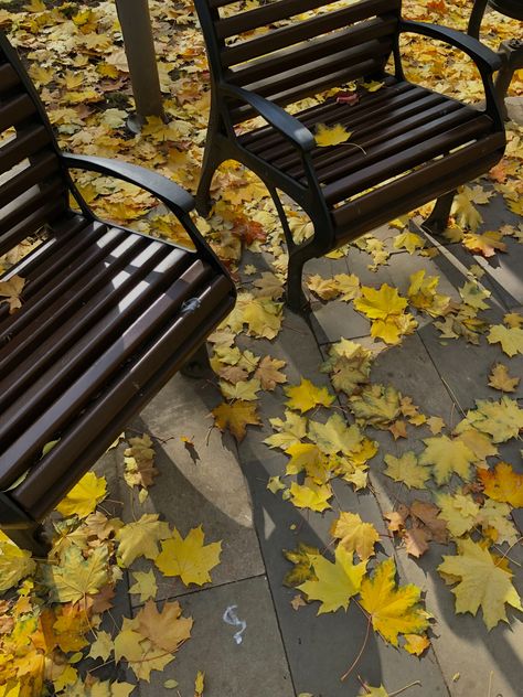 Fall Aesthetic Yellow, Fall Yellow Aesthetic, Yellow Leaves Aesthetic, Yellow Fall Aesthetic, Canada Autumn, Fall Yellow, Leaves Photography, Yellow Autumn, Yellow Leaf