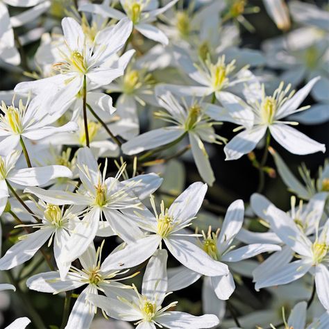 Clematis Paniculata / Sweet Autumn Clematis Clematis (Queen of the Vines) are the most popular of all hardy climbing vines, growing up to 15 feet tall given the proper support upon which to climb (trellis, wall, fence, arbor). They are fast growing and produce an exceptional amount of blooms. Sweet Autumn Clematis is a gorgeous sight as a near solid cascade of pure creamy-white, 1” flowers. As a bonus, the flowers have a delightful vanilla fragrance. A super tough, hard-to-kill twining vine, thi Fence Arbor, Clematis Nelly Moser, Clematis Paniculata, Trellis Wall, Clematis Jackmanii, Sweet Autumn Clematis, Fringe Tree, Autumn Clematis, Ivy Wall