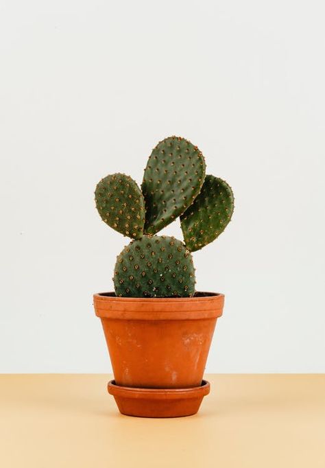 Five Stylish Pet Safe Plants | Leaf and Paw Succulents Wallpaper, Bunny Ear Cactus, Kaktus Dan Sukulen, Cactus Planta, Succulent Garden Design, Succulent Bouquet, Small Cactus, Types Of Succulents, Cactus Pot