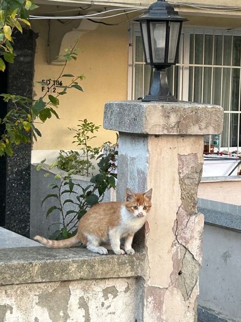 Street Cats Aesthetic, Street Cat Photography, Cat On Street, Cat In The Street, Street Animals, Alley Cats, Street Cat, Street Cats, Moonlight Painting