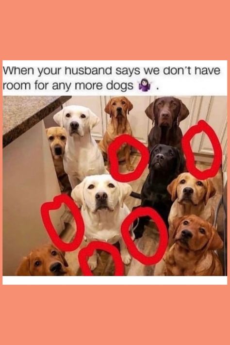 Come see our big collection of dog memes and fun dog videos! We have the cutest dog pics and the funniest dog moments. If you love dogs being funny and want to smile, follow us to see more! Dog Memes Cute, Dog Memes Hilarious, Female Golden Retriever, Memes Dog, Baby Shark Doo Doo, Pixar Characters, Dog Pics, Wrong Number, Mom Memes