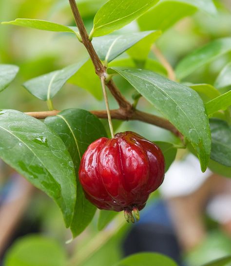 Surinam Cherry, Florida Southern College, Inspo Tattoo, Brazilian Cherry, Still Life Fruit, Fruit Plants, Fresh Fruits, Seed Pods, Greenhouses