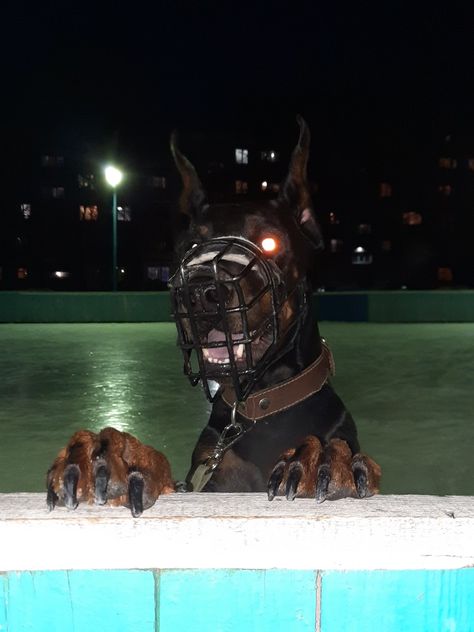 Doberman Dog, Body Mods, Doberman, A Dog, Instagram Profile, Medical, Instagram