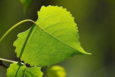 Eastern cottonwood. Amy Tattoo, Leaf Pictures, Cottonwood Leaf, Deciduous Trees, Seed Pods, Trees And Shrubs, Aspen, Minnesota, Advent