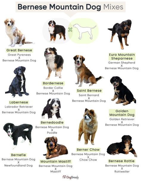 List of Popular Bernese Mountain Dog Mixes With Pictures Cute Mixed Dog Breeds, Bermes Mountain Dog, Mini Bernese Mountain Dog Full Grown, Bernese Mix Dogs, Bernese Mountain Dog Aesthetic, Best Big Dog Breeds, Mini Bernese Mountain Dog, Cute Dogs Aesthetic, Mountain Bernese