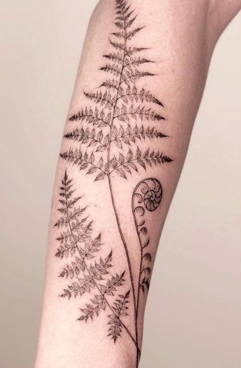 Ferns And Wildflowers Tattoo, Fern Unfurling Tattoo, Fern And Feather Tattoo, Neck Fern Tattoo, Tree Fern Tattoo, Fern Wrapped Around Arm Tattoo, Fern Filler Tattoo, Fern Dotwork Tattoo, Fern Side Rib Tattoo