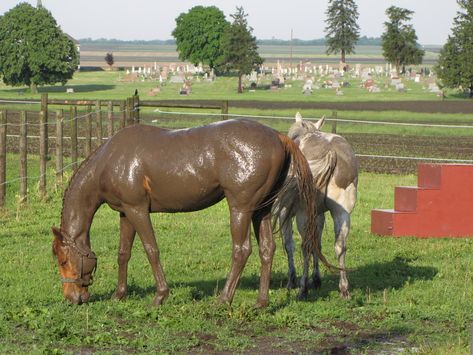 10 Horses We Wouldn’t Want to Curry | www.horsenation.com Muddy Horse, Spring Horse, Horse Shampoo, Horse Ears, Horse Fashion, All About Horses, Fox Hunting, Miniature Horse, Spring Has Sprung