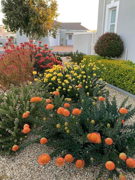 South African Succulent Garden, South African Gardens Ideas, Coastal Gardens South Africa, Waterwise Garden Ideas South Africa, South Australian Native Garden, Western Cape Garden Ideas, Southern California Plants, Indigenous South African Gardens, Fynbos Garden Ideas