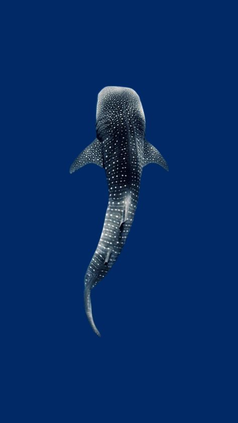 Whale Shark Top View, Shark Top View, Movies Couples, Ocean Stuff, Whale Sharks, Ocean Vibes, Whale Shark, Ocean Creatures, Ocean Animals