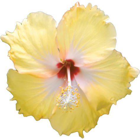 Yellow Hibiscus Flower, Decorate My Room, Nails Flowers, Flower Png Images, Photo Clipart, Yellow Hibiscus, Transparent Flowers, Flower Icons, Flower Nail Designs