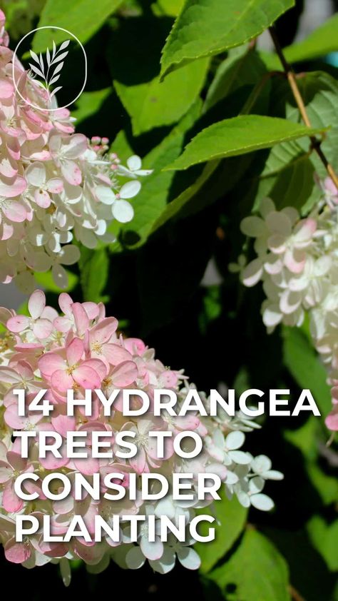 Vanilla Strawberry Hydrangea Landscape, Hydrangea Trees Landscaping, Pee Gee Hydrangea Tree, Vanilla Strawberry Hydrangea Tree, Hydrangea Tree Landscaping Front Yards, Quick Fire Hydrangea Tree, Peegee Hydrangea Tree, Hydrangea Tree Care, Hydrangea Tree Front Yard