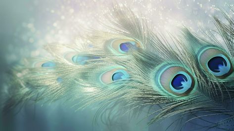 a bright blue background with one peacock feather, in the style of soft and dreamy pastels, glimmering light effects, nature-inspired imagery, generat ai Peackok Feather Wallpaper, Peacock Feather Background, Best Wallpapers For Laptop, Blue Colour Wallpaper, Blue Sky Images, Cute Wallpaper For Laptops, Peacock Feather Art, Ombre Wallpaper Iphone, Happy Diwali Wallpapers