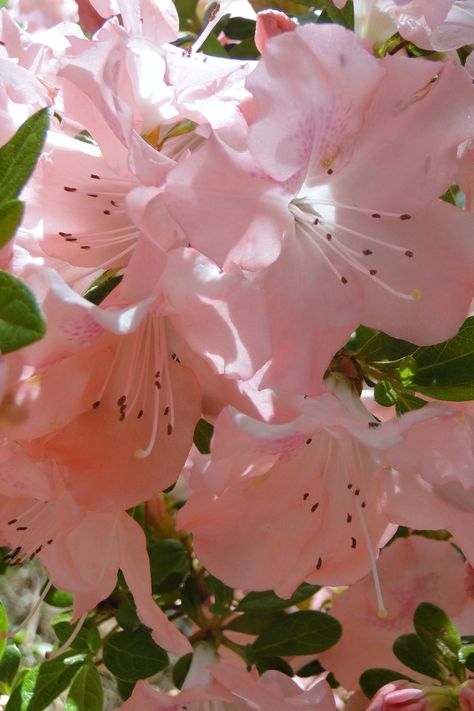 Azalea Aesthetic, Rock Hill South Carolina, Prettiest Flowers, Azalea Flower, Rock Hill, Beautiful Flowers Photos, Favorite Flowers, Insta Inspo, Nature Aesthetic