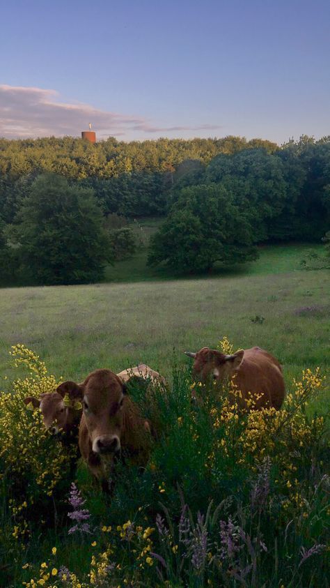 Brown Cows Aesthetic, Brown Cow Aesthetic, Photos Of Cows, Cows And Flowers, Cows Aesthetic, Cows In A Field, Cow Aesthetic, Fluffy Cows, Future Farms