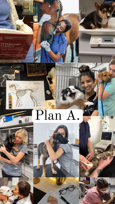 Aesthetic Vet Pictures, Vet Pictures, Vet School Motivation, Vet Tech School, Animal Infographic, Veterinary Studies, Dog Design Art, Job Motivation, Veterinary School