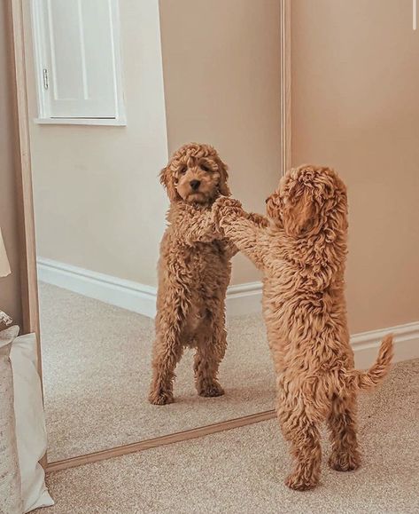 Agility Exercises, Mini Goldendoodle Puppies, Cute Puppy Breeds, Cute Dogs Images, Teddy Dog, Super Cute Puppies, Cute Animals Puppies, Mini Goldendoodle, Very Cute Dogs