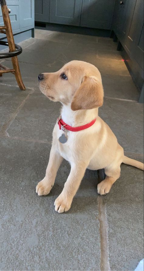 Labrador Mixed Breeds, Baby Labrador, Golden Labrador Puppies, Golden Lab, Yellow Lab Puppies, White Labrador, Golden Labs, Labrador Puppies, Golden Puppy