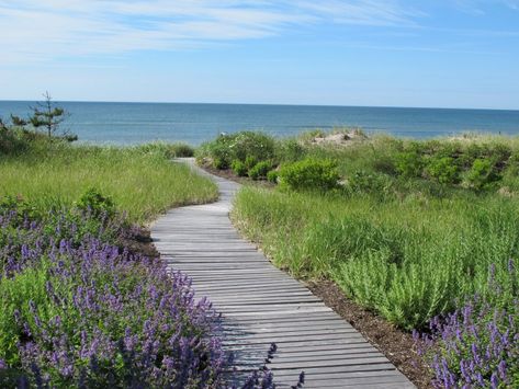 11 Garden Ideas to Steal from the Coast of Maine - Gardenista Coastal Landscaping Ideas, Beach House Garden, Estate Gardens, Grand Estate, Coastal Landscaping, Russian Sage, Seaside Garden, Pathway Landscaping, Rhapsody In Blue