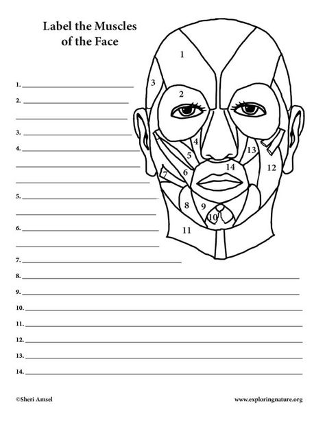 Muscle Coloring, Muscular System Labeled, Muscles Worksheet, Face Muscles Anatomy, Muscles Of Facial Expression, Lower Limb Muscles, Arteries Anatomy, Muscle Diagram, Nerve Anatomy