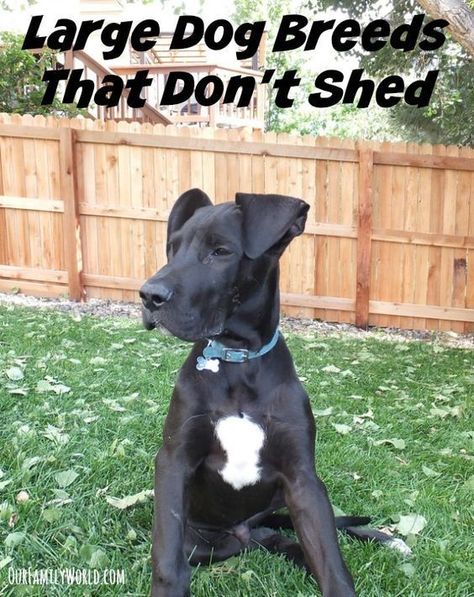 If your family is planning to add a dog to the mix and wants to avoid breeds that require a ton of maintenance, here is a list of great Large Dog Breeds That Don't Shed. Not only are these great pets in general, the lack of shedding means they are better suited for becoming an indoor pet for your family. No Shed Dog Breeds, Best Large Dog Breeds, Best Hypoallergenic Dogs, Best Dogs For Kids, Dog Breeds That Dont Shed, Friendly Dog Breeds, Hypoallergenic Dog Breed, Protective Dogs, Dog Shelter