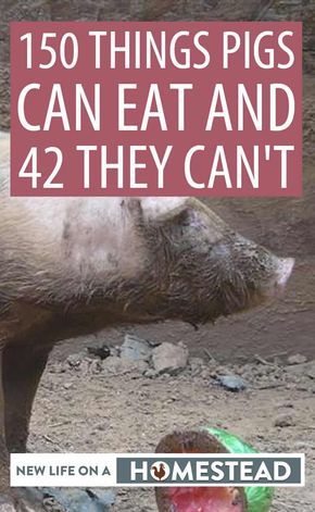 Pig Diet, Pastured Pigs, Kune Kune Pigs, Hog Farm, Homesteading Animals, Raising Pigs, Pig Breeds, Pig Feed, Pigs Eating