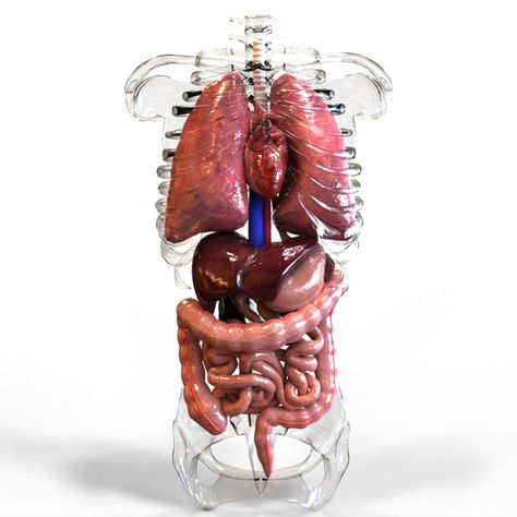 Internal Organs 3D Model #AD ,#Internal#Organs#Model Human Internal Organs, Picture Of Body, Funny Picture Gallery, Anatomy Organs, Human Body Science, 3d Anatomy, Human Body Organs, Systems Art, Human Pictures