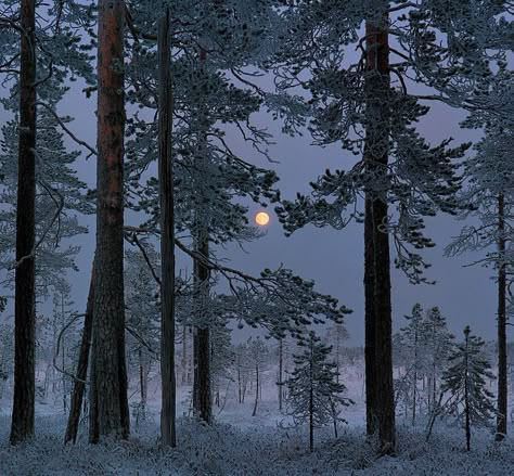 Moon Shine, Night Forest, Snowy Forest, Winter Wallpaper, Winter Scenery, Winter Aesthetic, Samhain, Aesthetic Images, Winter Landscape