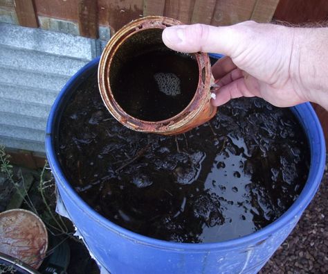 Making Liquid Fertilizer From Weeds Plant Food Diy, Garlic Garden, Diy Fertilizer, Soil Microorganisms, Tomato Fertilizer, Tomato Seedlings, Garden Compost, Fertilizer For Plants, Citrus Trees