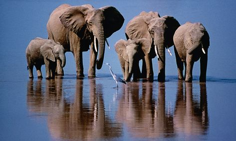 50 Years of Wildlife Photographer of the Year – in pictures | Environment | The Guardian Elephant Photography, Elephant Wallpaper, Elephant Poster, Elephant Pictures, Elephants Photos, Elephant Drawing, Save The Elephants, Elephant Painting, Elephant Love