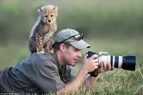 A cheeky cheetah cub clambers on wildlife photographer Stu Porter and perches on his shoulder after sneaking up behind him Cheetah Cubs, Photo Animaliere, Baby Cheetahs, Cheetahs, Nature Photographs, Wild Life, 귀여운 동물, Cute Photos, Big Cats