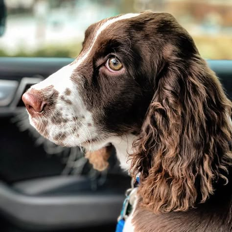 Facts About English, Springer Dog, English Springer Spaniel Puppy, English Spaniel, Sprocker Spaniel, Lovers Tattoo, English Dogs, Springer Spaniel Puppies, Spaniel Breeds